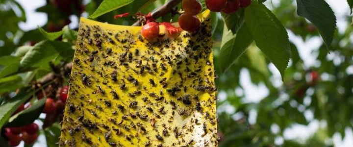 Gyümölcsösök biológiai növényvédelme I.