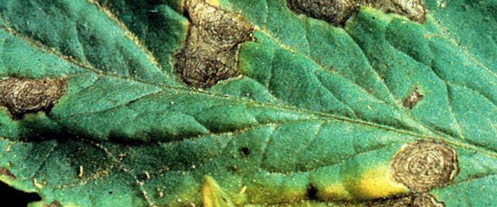 A paradicsom alternáriás betegsége