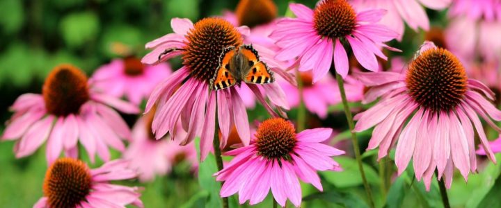 Kasvirág (Echinacea spp.)