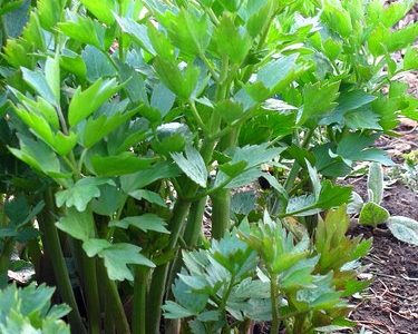 Lestyán (Levisticum officinale)
