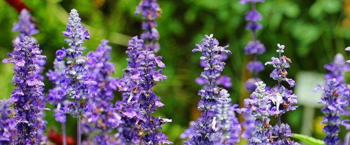 Orvosi zsálya (Salvia officinalis L.)