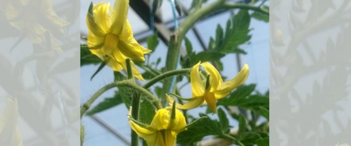 A hajtatott paradicsom terméskötődésének elősegítése