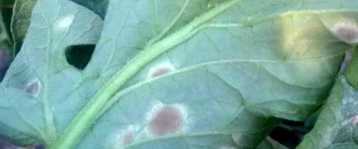 Kladospóriumos betegség a paradicsomállományban