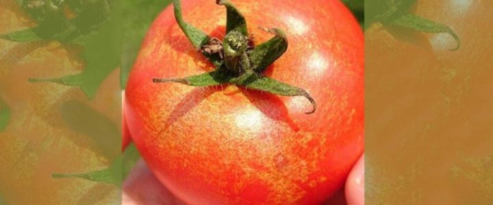 Tripszkártétel a paradicsomállományban