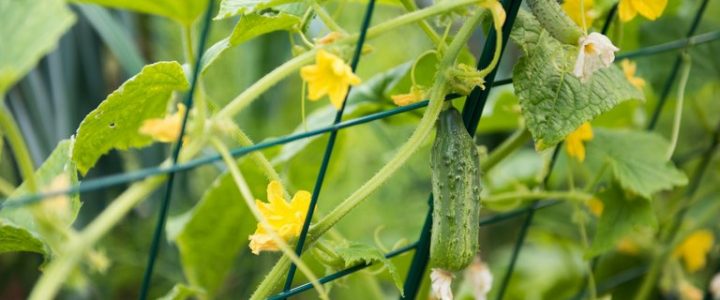 Beindult az élet a fóliasátrakban – Az uborkapalánták ültetéséről
