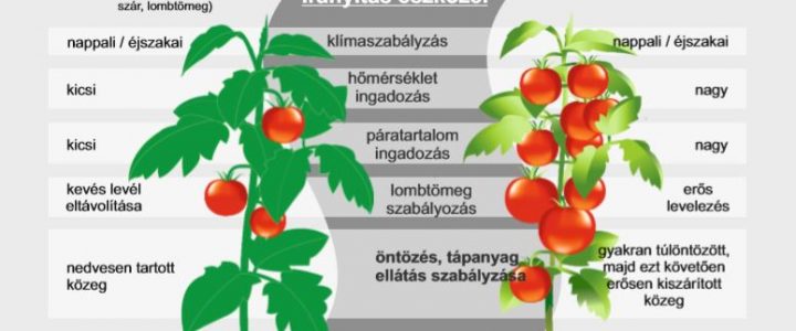 Egyensúlyozás a paradicsomtermesztésben
