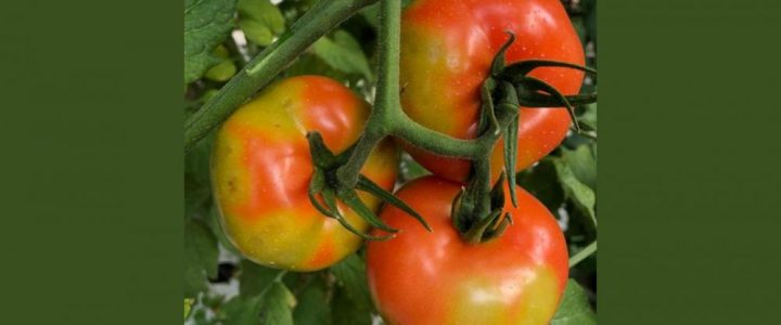 Új fertőző vírusfaj a paradicsomállományban