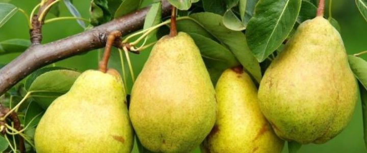 A körtemoly és az almamoly elleni védekezés lehetőségei