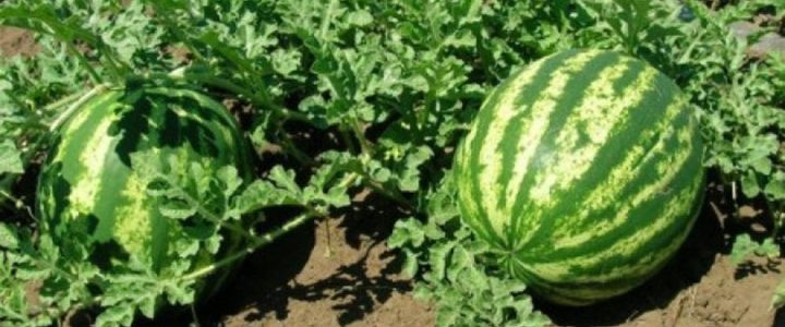 A görögdinnye termesztéstechnológiája XXII.