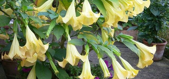 Angyaltrombita (Brugmansia) gondozása szaporítása
