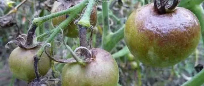 A másodvetésű paradicsom betegségei és kártevői – A paradicsomvész (fitoftóra) A másodvetésű paradicsom betegségei és kártevői – A paradicsomvész (fitoftóra)