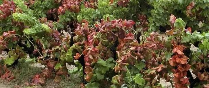 Aranyszínű sárgaságot okozó fitoplazma – Küszöbön az új filoxéra vész?