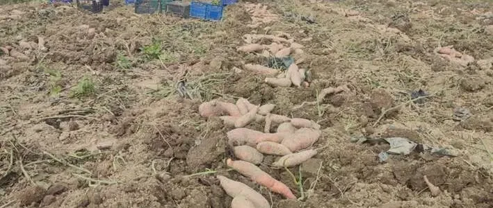 Az édesburgonya (batáta) betakarításának lépései