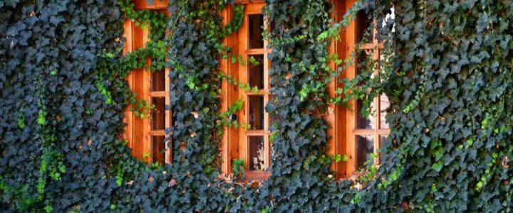 A borostyán örökzöld varázsa