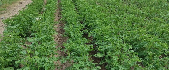 A burgonya gyomirtása IX.