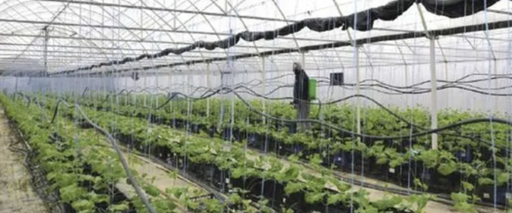 Új utakon a fóliasátras zöldségtermesztésben, avagy megoldások a talajproblémákra (8.)