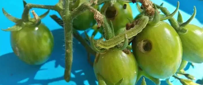 A másodvetésű paradicsom kártevői – A gyapottok bagolylepke