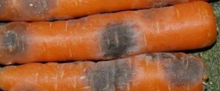 A sárgarépa téli tárolása során előforduló betegségek