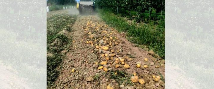 Útmutató a burgonya sikeres gyomirtásához