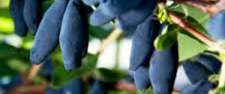 Kárpátalján is egyre népszerűbb a mézbogyó