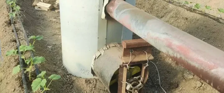 Az uborkaplánták ültetéséről