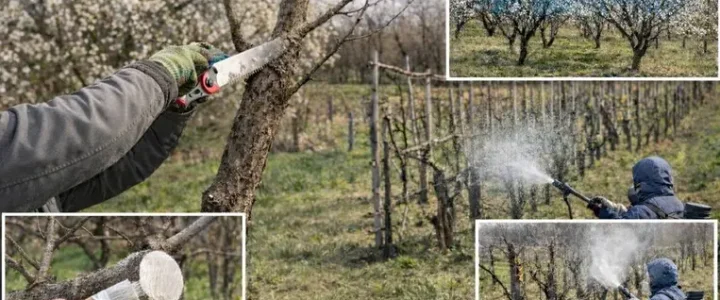 Itt a tavasz – a metszés és a lemosó permetezés ideje