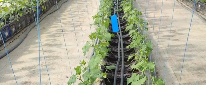 Miért és hogyan alkalmazzunk színcsapdákat a zöldséghajtatásban