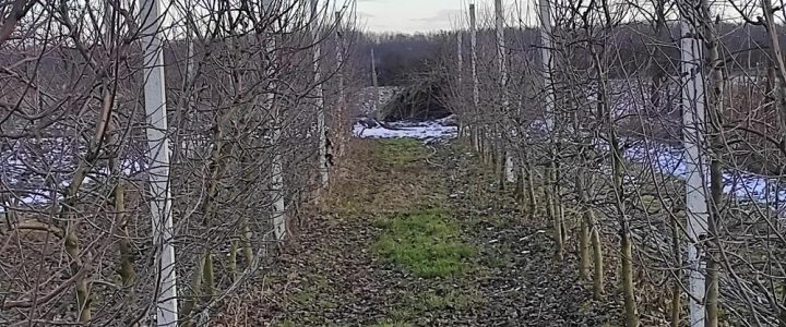 A rovarok áttelelési stratégiái szabadföldön