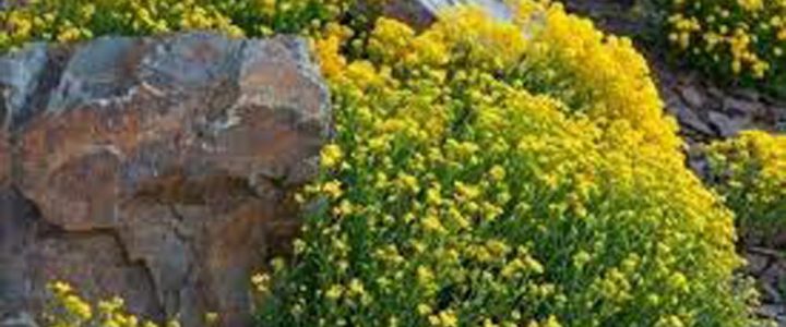 Sziklakerti dísznövények gondozása (3.)