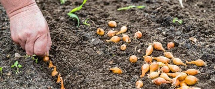 A vöröshagyma termesztése szabadföldön (2.)