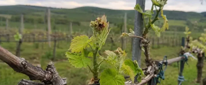 Fagy, szárazság és növényvédelem