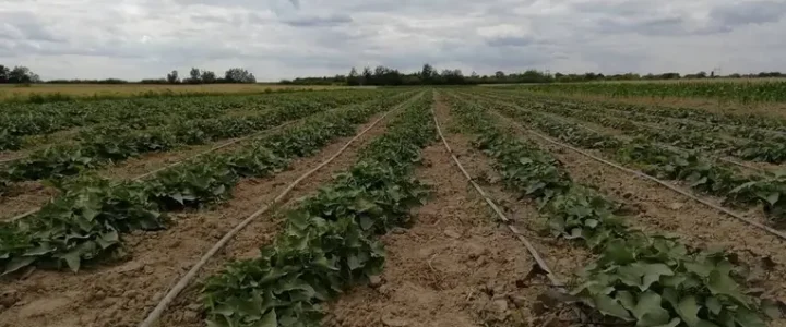 Az édesburgonya gondozása Az édesburgonya gondozása