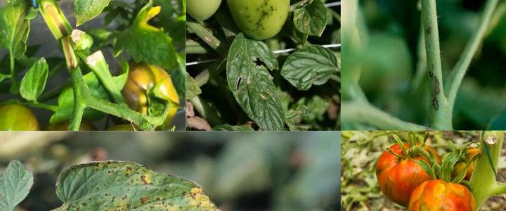 Paradicsomvédelem a gyakorlatban: megelőzés, higiénia és fertőzéskezelés
