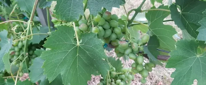 A klímaváltozás új kihívásai a szőlő növényvédelmében
